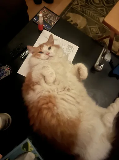 a fluffy orange and white cat showing its belly