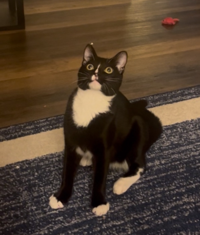 A tuxedo cat with large eyes looking upward